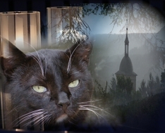 Cats zurück in Hamburg