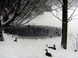 Ententeich im Berchtesgadener Land