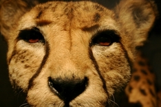 Zoos und Tiergehege in Deutschland