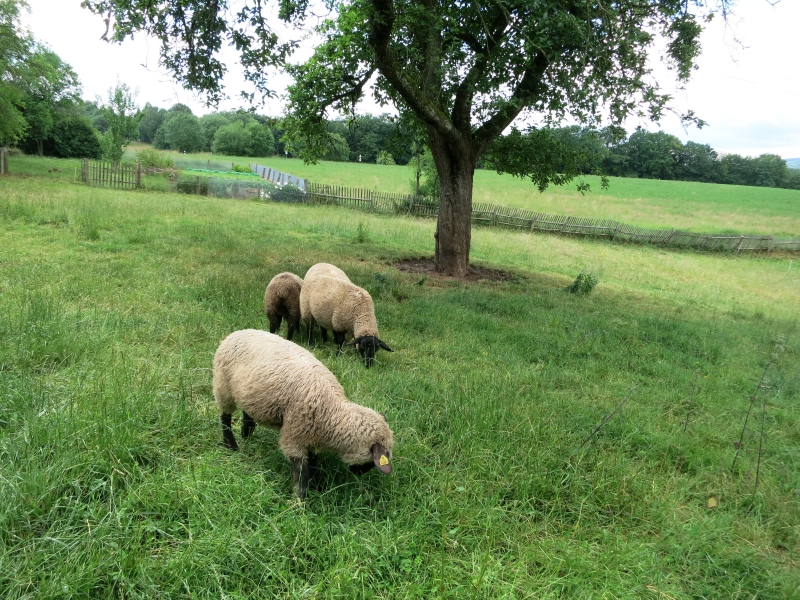 Schafe in der Lüneburger Heide