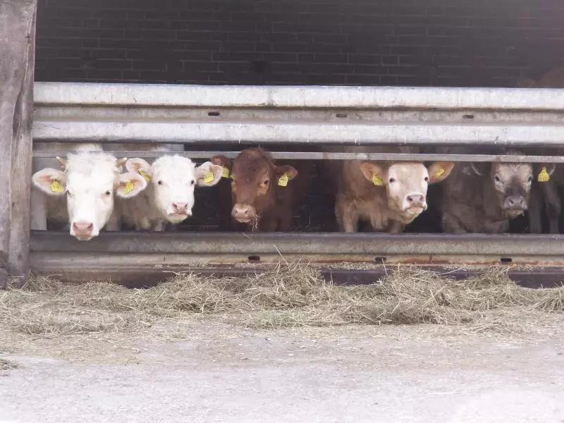 Rinder in einem landwirtschaftlichen Stall