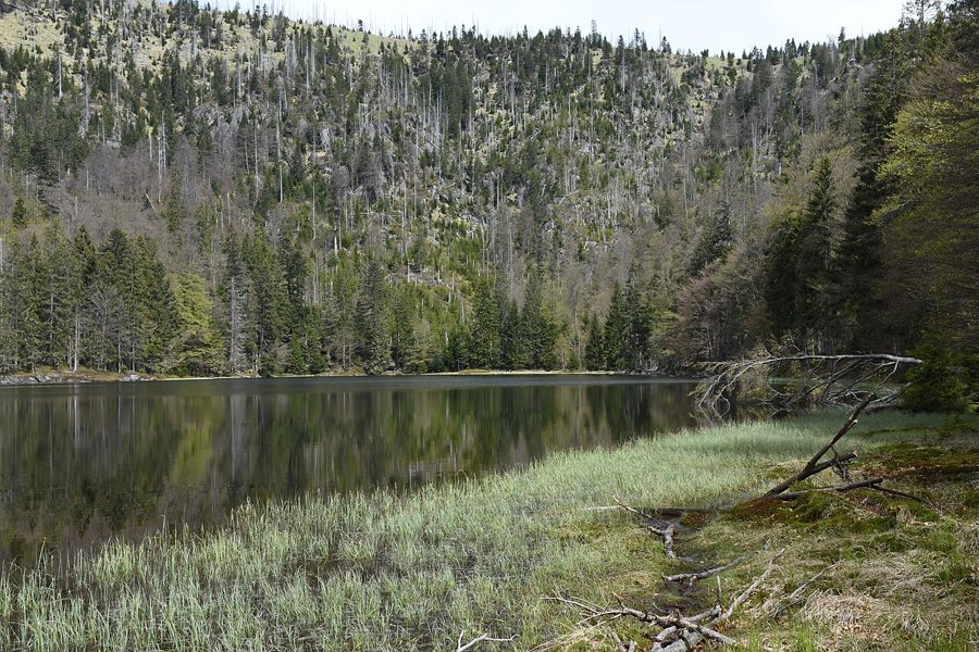 Rachelsee im Nationalpark Bayerischer Wald, umgeben von bewaldeten und teils abgestorbenen Hangpartien.