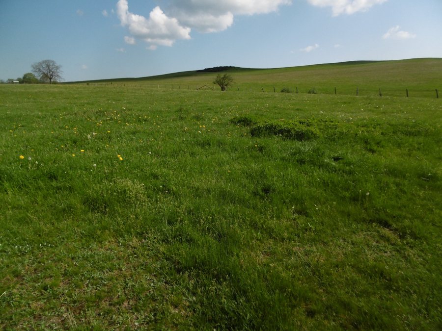 File:LSG Grünland zwischen Hallenberg und Braunshausen.JPG