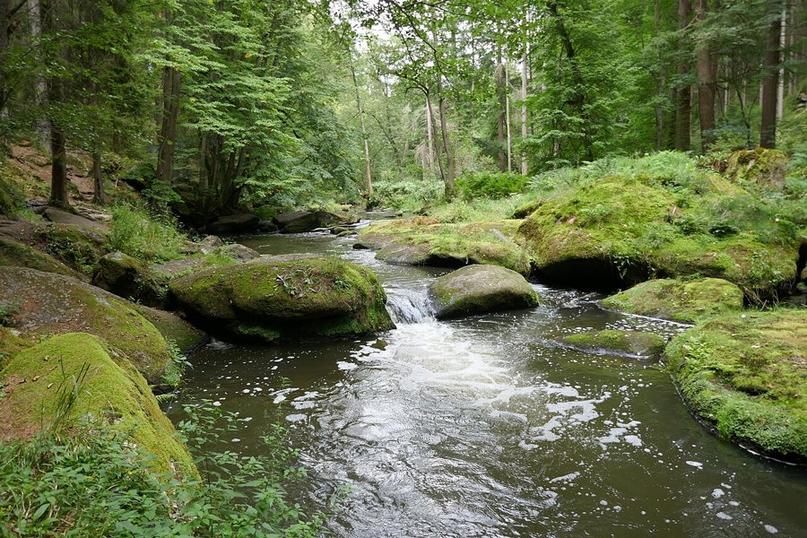 Waldnaab im bewaldeten Waldnaabtal