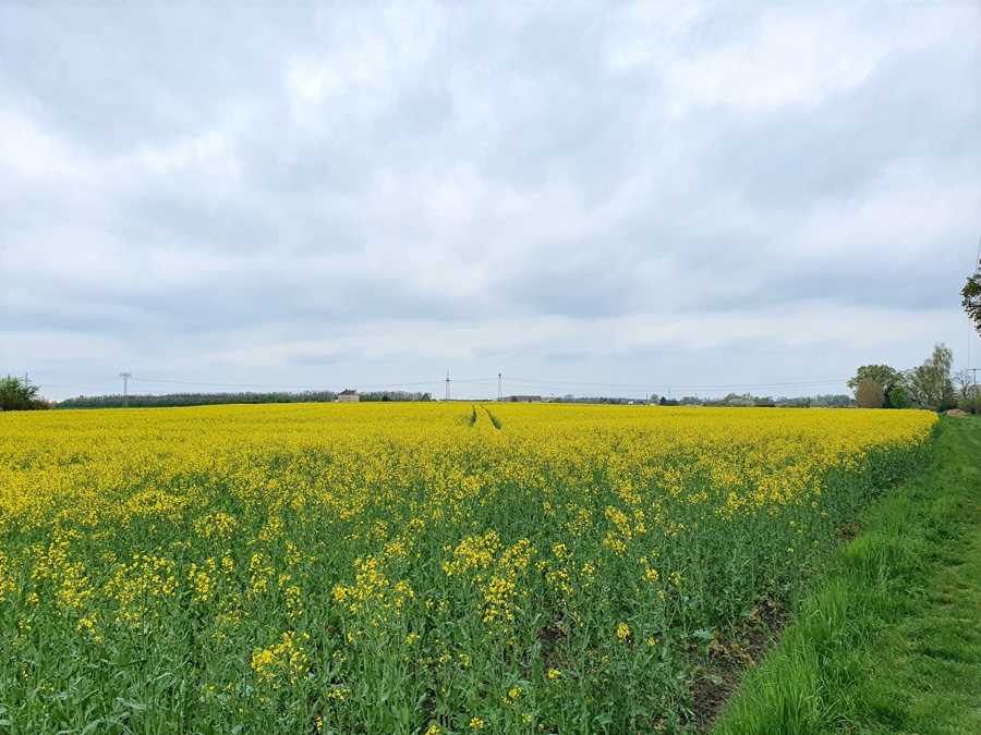 File:Blick vom Pfarrholz Hayna nach Westen auf Radefeld.jpg
