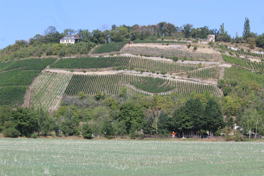 Weinberge bei Roßbach nahe Naumburg