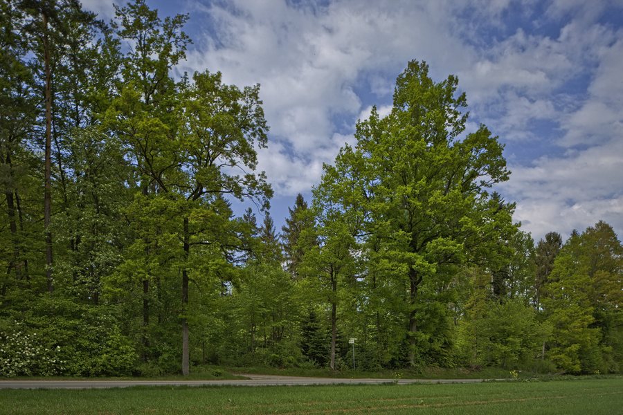 Naturdenkmal Traubeneiche I im Oberen Wald, Deckenpfronn