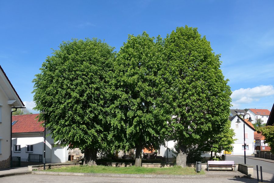 File:Angerlinden in Frankershausen (1).jpg