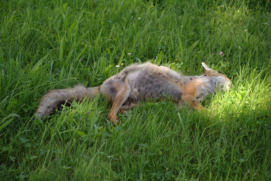 File:Feldatal Gross Felda Vulpes vulpes dead Diptera.png