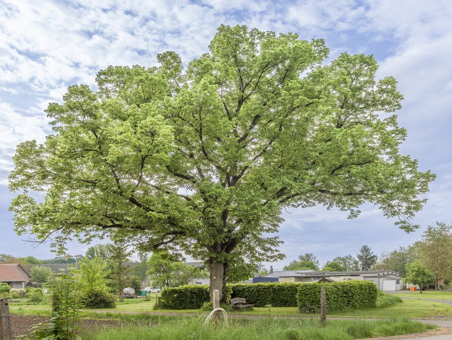 File:Naturdenkmal Brunnenlinde in Bundorf.jpg