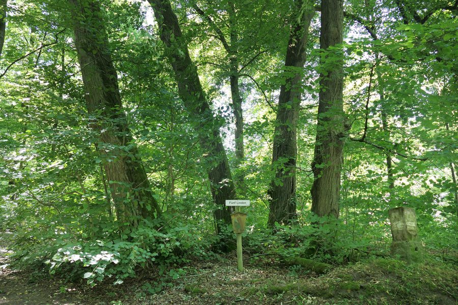 File:Naturdenkmal „Fünf Linden“ bei Machtlos im Landkreis Hersfeld-Rotenburg.jpg