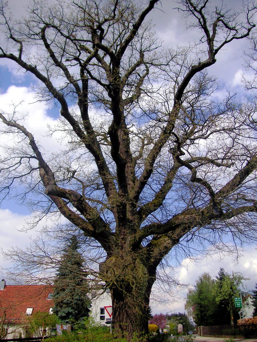 File:Puschendorfer Eiche April 2006.jpg