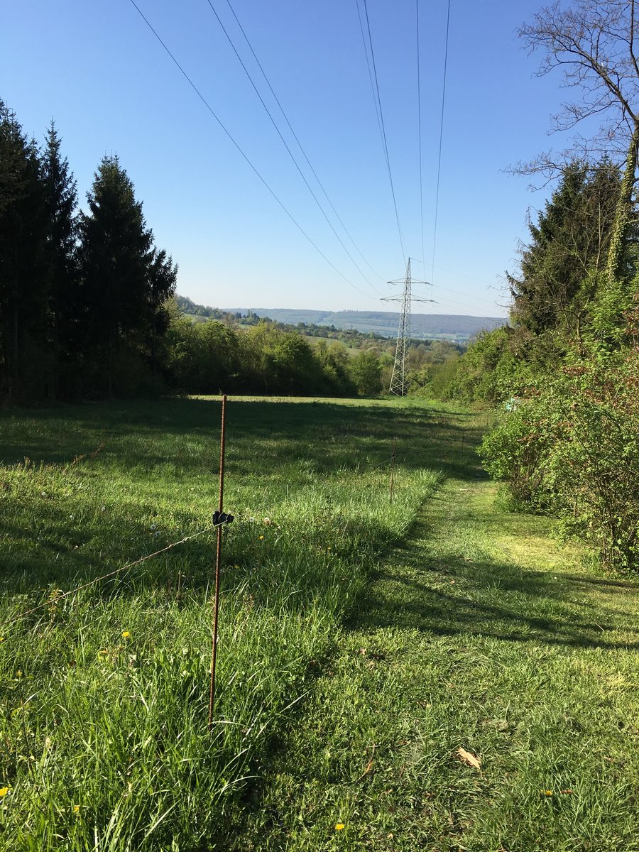 Feldweg am Bübinger Berg