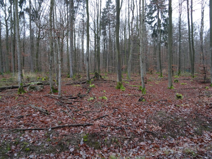 File:Unterfranken, Markt Burgsinn, Mischwald, DSC00466.jpg