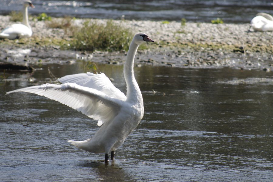 File:Ein Schwan an der Donau in Riedlingen.jpg