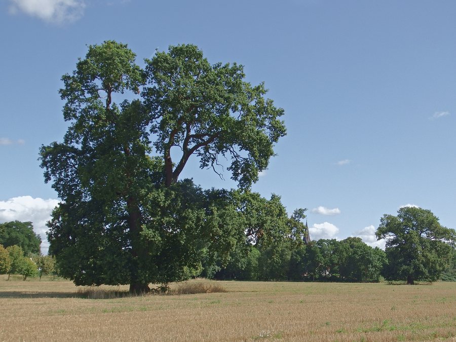 File:Eiche bei Pritzier ND 277 03.jpg
