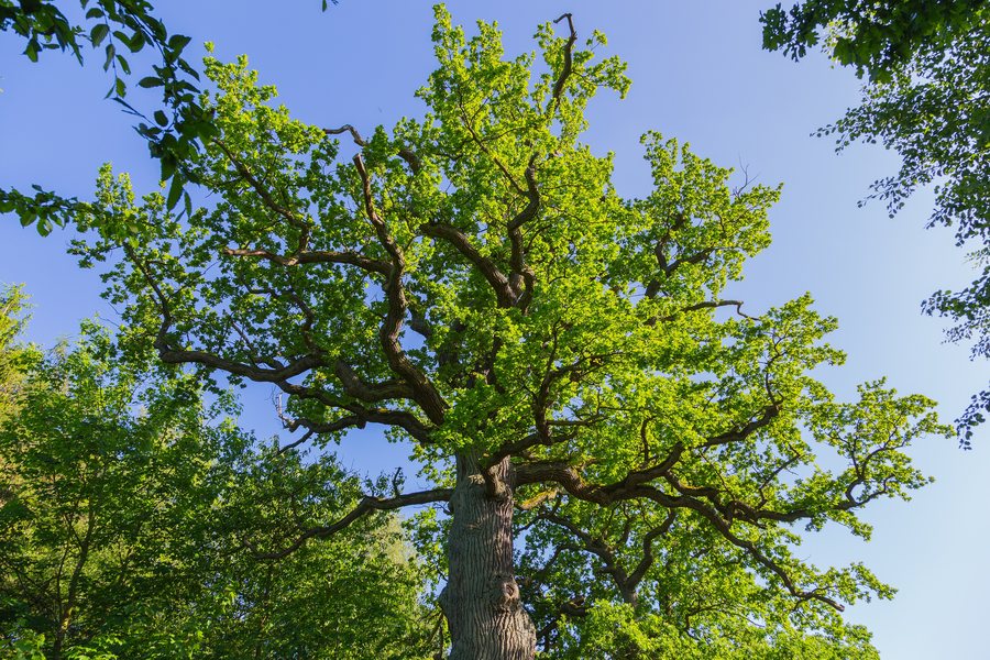 File:Kasnevitz Stieleichen 04.jpg