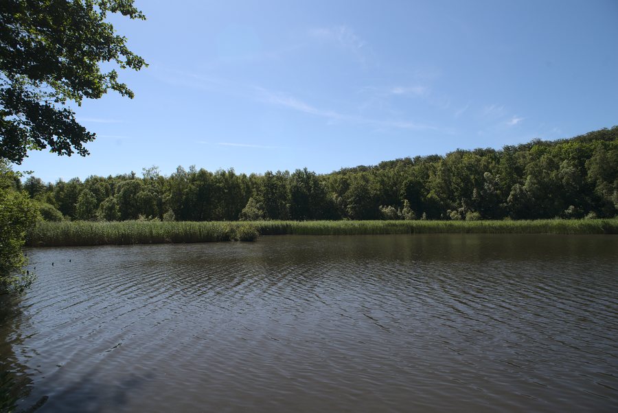 File:20200624 Absinkweiher Fischbachtal.jpg
