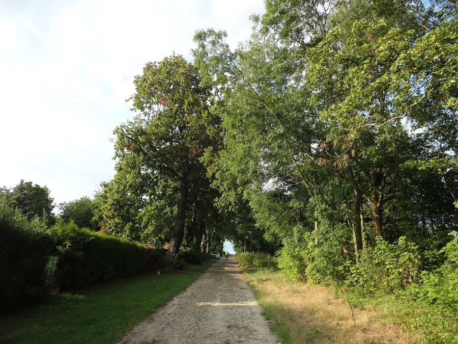 File:Lindenreihe werben glienick 2019-08-03 (10).jpg