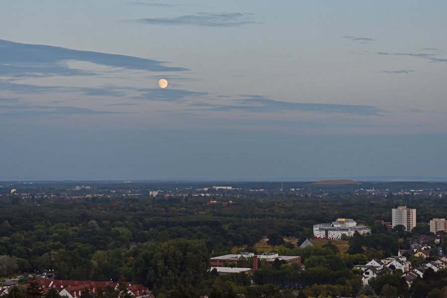 File:Frankfurt-Bergen-Enkheim Enkheimer Wald.jpg