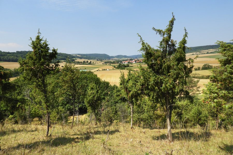 File:FFH-Gebiet „Wald südöstlich von Netra“ (1).jpg