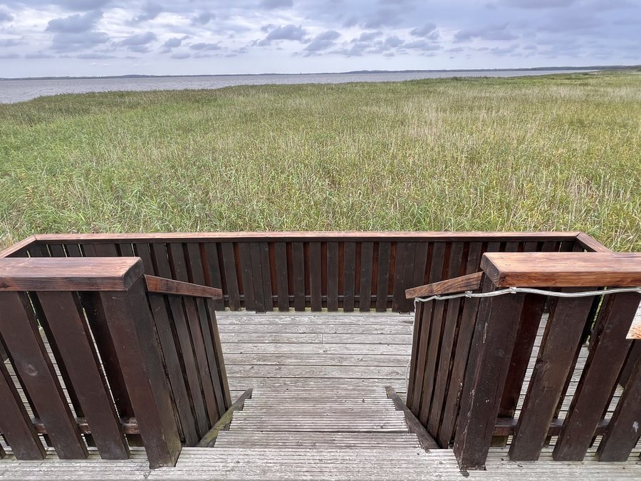 File:Aussichtsplattform im Schilf in Loddin, Usedom.jpg