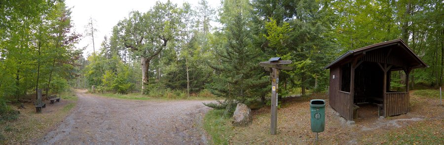 File:Lauseiche Geissberg 05.jpg