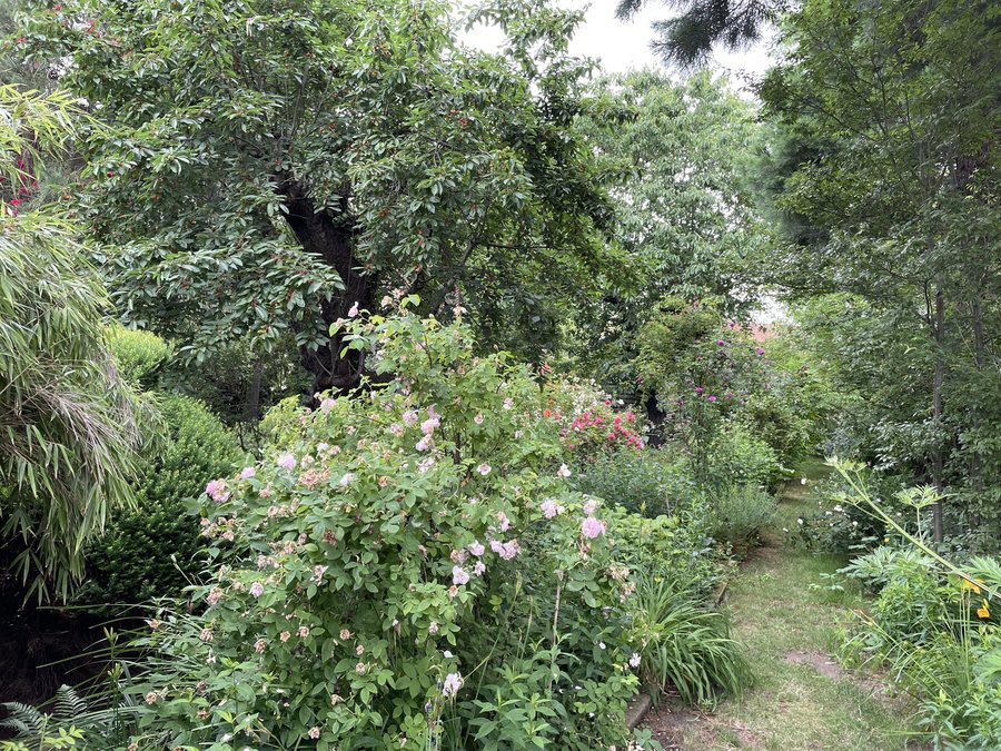 File:Uebigau-Wahrenbrück Pfarrgarten Saxdorf 01.jpg