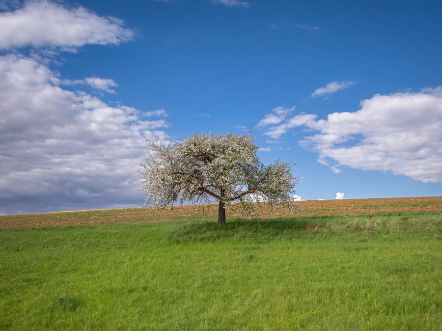File:Oberoberndorf Apfelbaum Luftbild-20250421-RM-164445.jpg