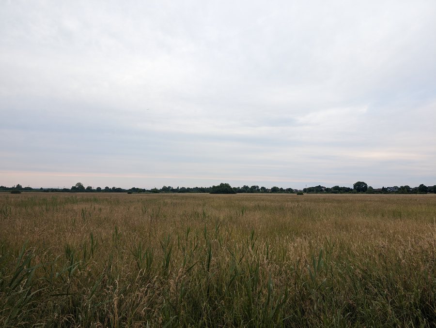 File:20240508 Silzenwiesen.jpg