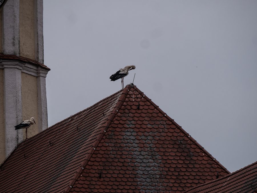 File:Storch Welden bei Augsburg P1240311.jpg