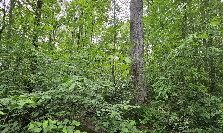 File:Naturschutzgebiet Belkers bei Großlangheim 03.jpg
