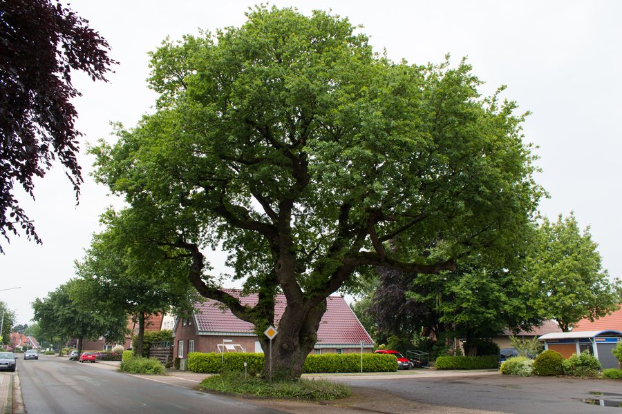 File:Niedersachsen-Friesland-Zetel-ND-FRI-09.jpg