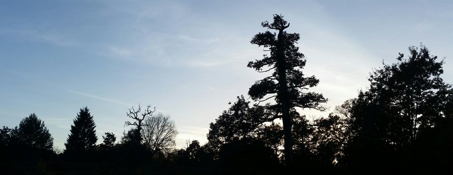 File:FFH Gebiet Buchen- und Eichenwälder in der Göhrde (mit Breeser Grund).jpg