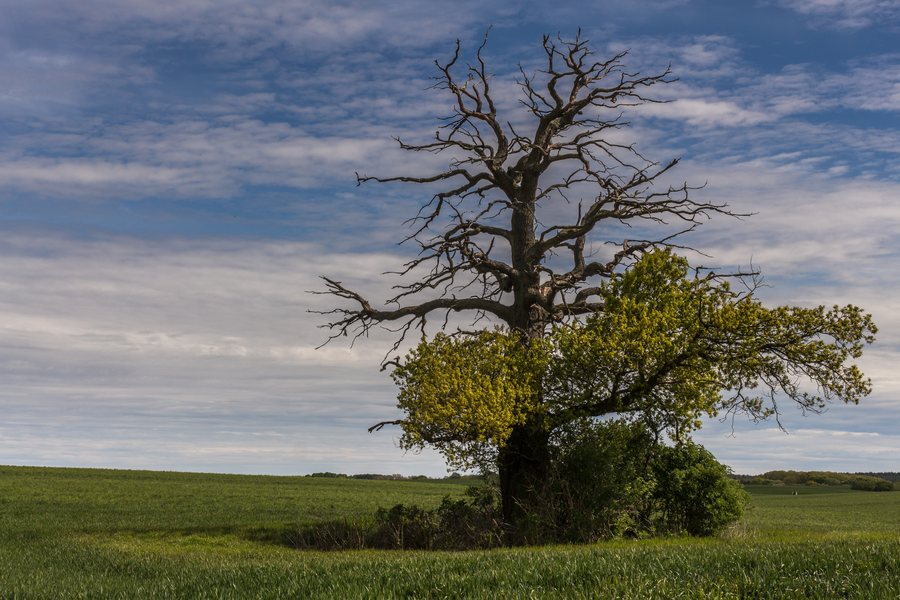 File:Merkwürdiger Baum.jpg