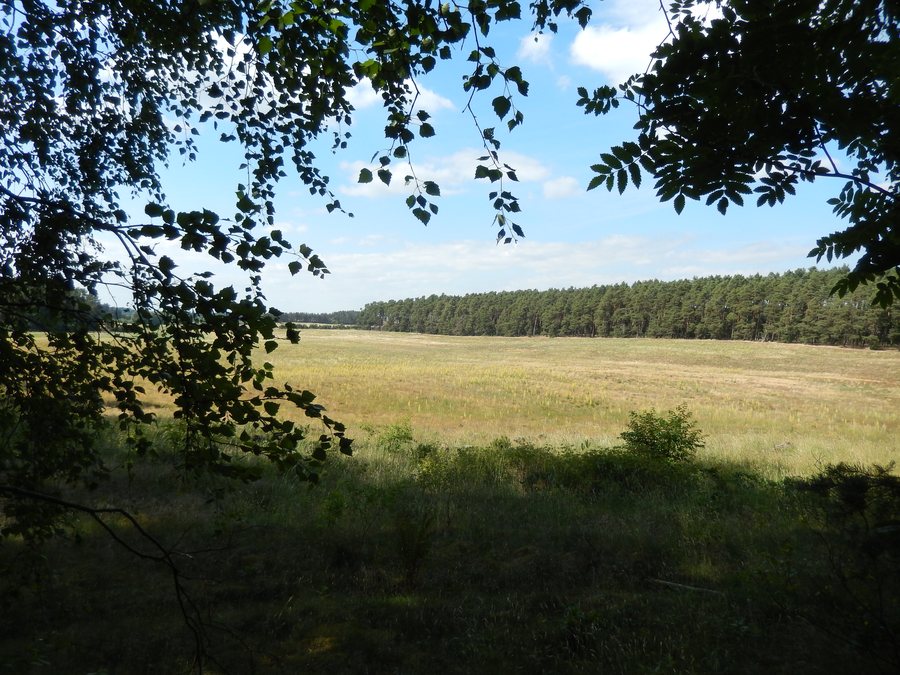 File:20180611.Müritz-Nationalpark.nahe Kratzeburg.-052.jpg