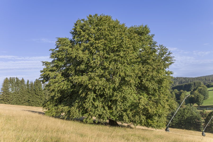 File:Buche beim Gehrenlift westlich von Bischofsgrün 2.jpg