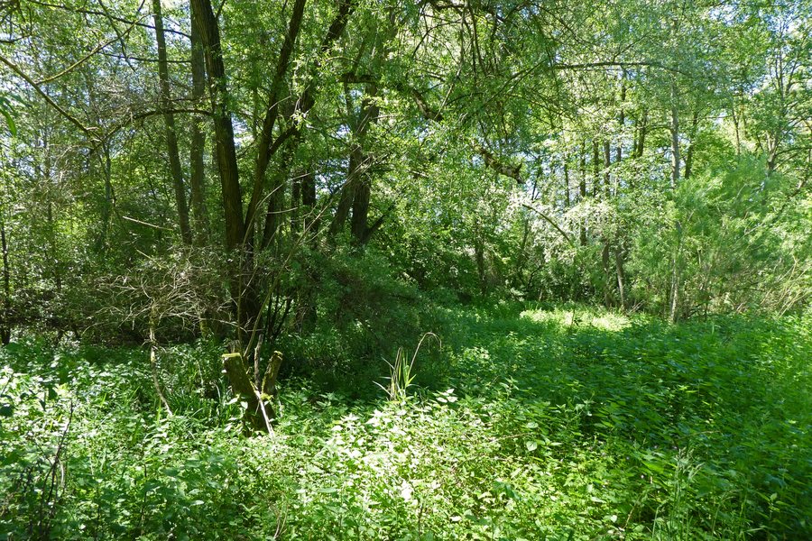 Naturdenkmal Oberboihingen Feuchtgebiet im Gewann Im Heimbühl 81160503301