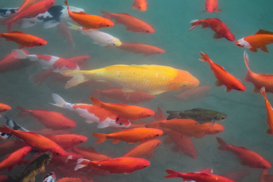 Koi fish in the spa park in Bad Saulgau