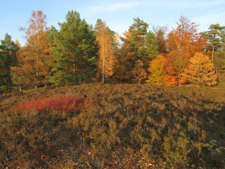 File:Niedersachsen, Naturpark Lüneburger Heide, Büsenbachtal - Pferdekopf bei Handeloh im Herbst, LSG WL 00006.jpg