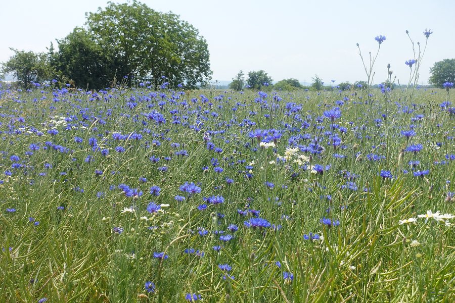 File:Meadow-Allmannsweier.jpg