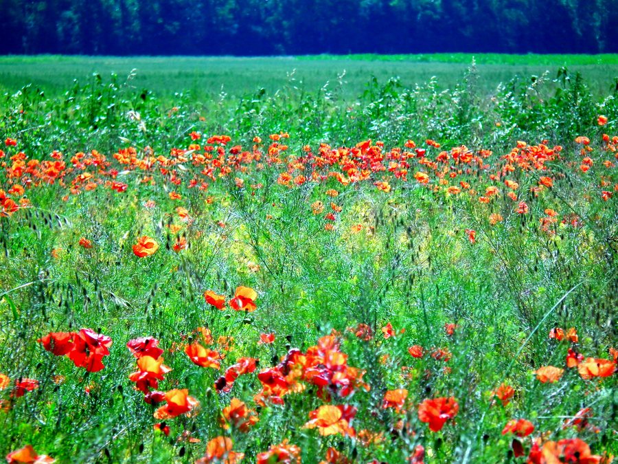 Bode-Selke-Aue near Wedderstedt with poppies