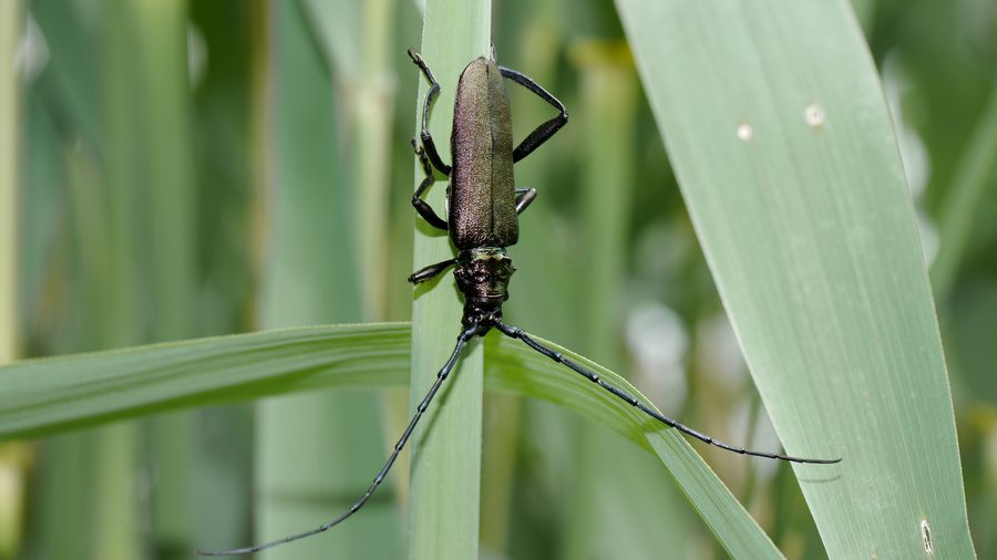 File:2012.06.07.-005-Erlichsee Oberhausen-Rheinhausen-Moschusbock-Maennchen.jpg