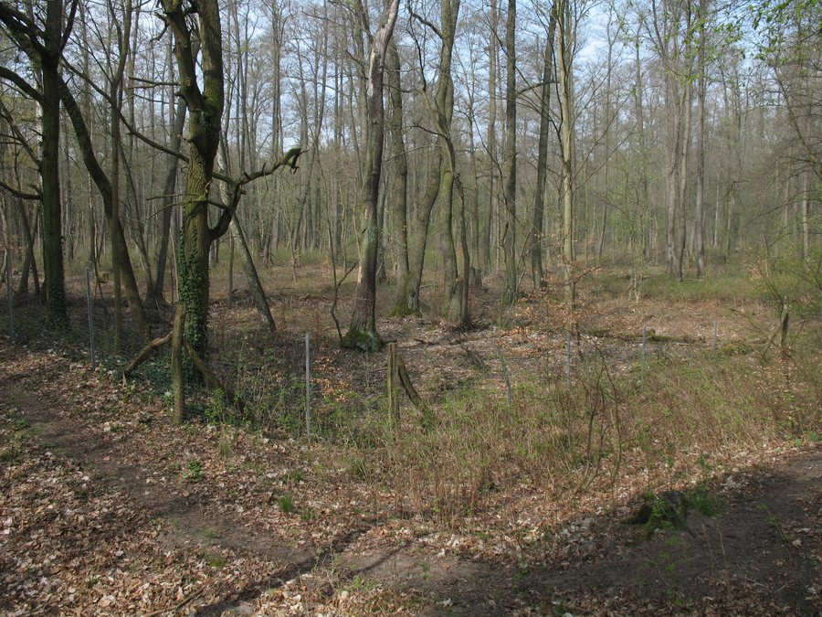 File:Geltow Entenfang Anlage.jpg