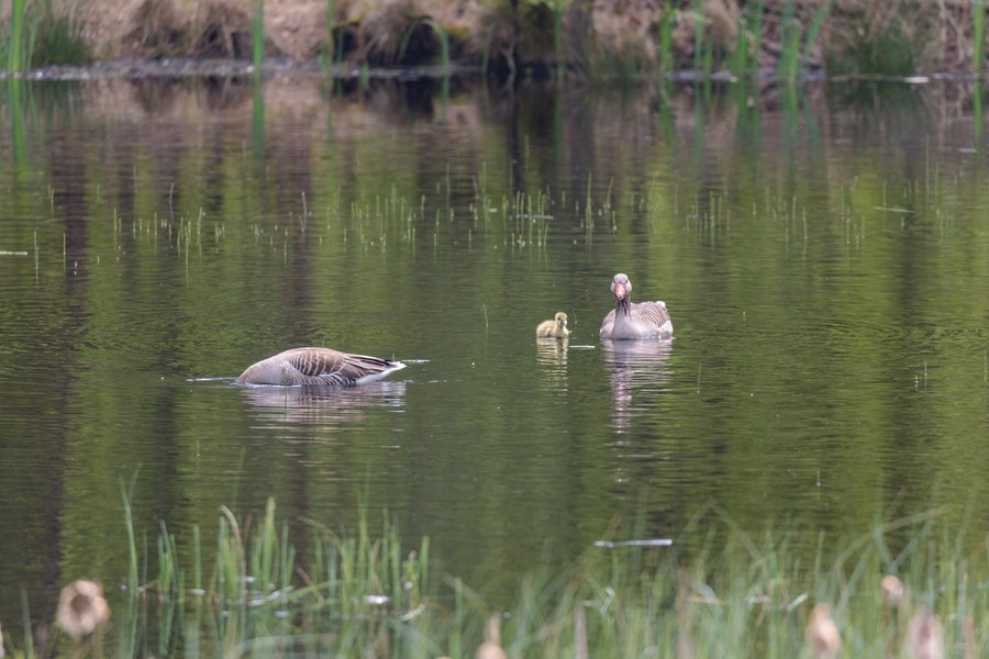 File:Gänsefamilie auf dem Haardsee (Brinksknapp Oer-Erkenschwick).jpg