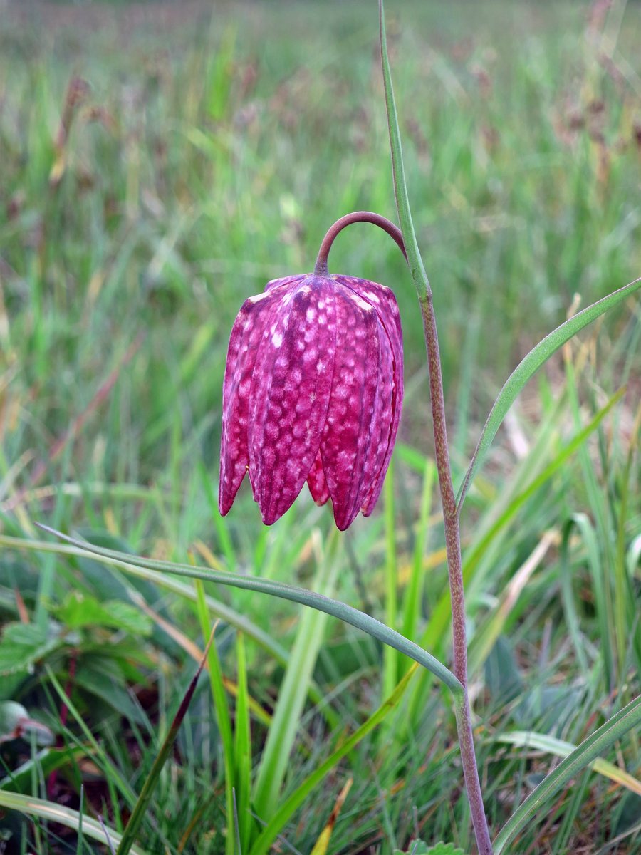 File:Schachblume, 5.jpg