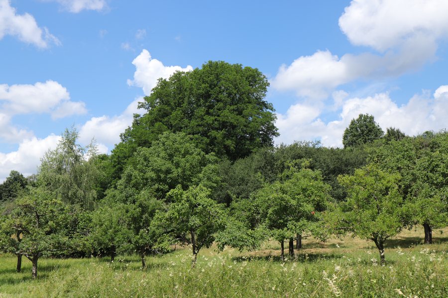 File:Bessenbach Keilberg Wiesengrund.jpg