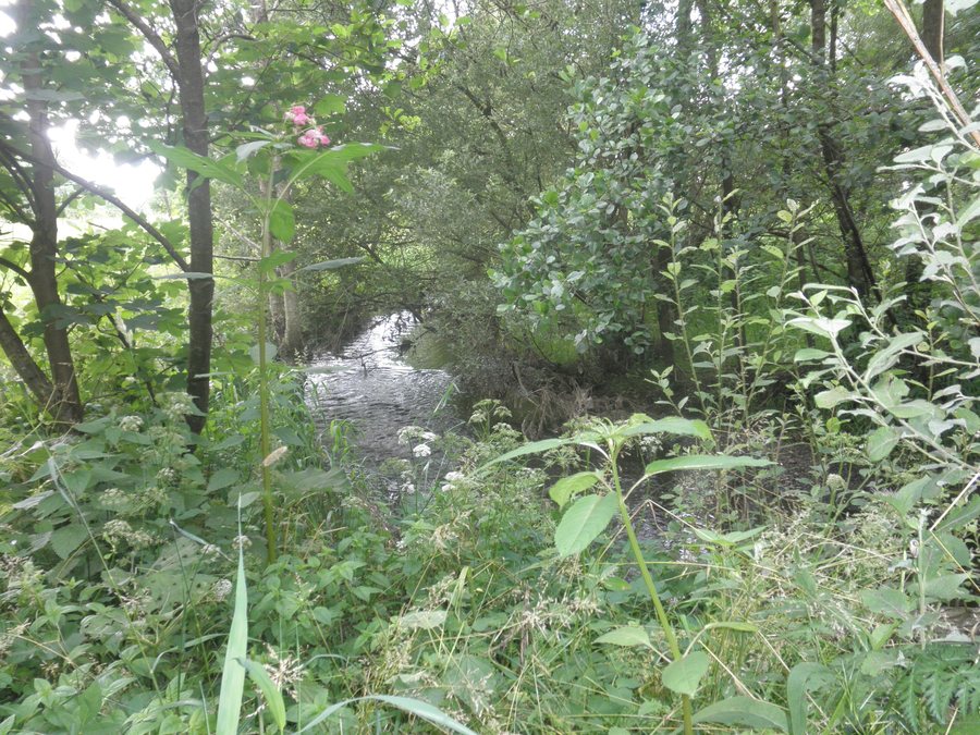 File:Tributary into River Perf at Breidenstein.jpg