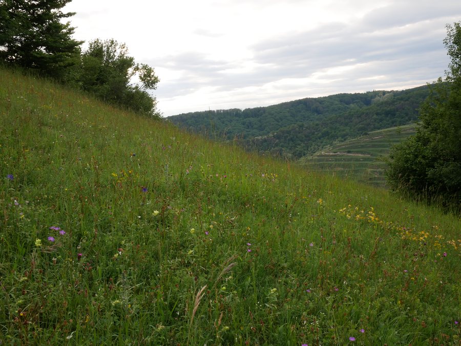 Wiese im Naturschutzgebiet Badberg (Lkr. Breisgau-Hochschwarzwald)