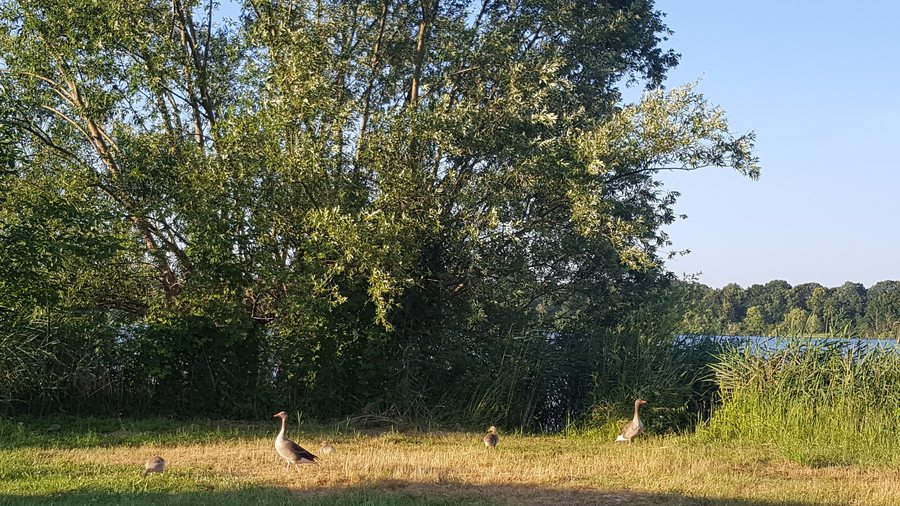 File:20180611.Müritz-Nationalpark.vor Ankershagen.-002.jpg